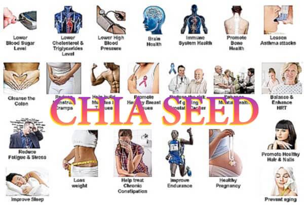 cong-dung-cua-hat-chia-my