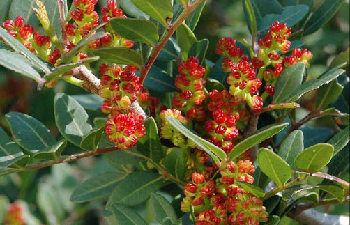 Hạt Dẻ Cười Mỹ 2 cay-hat-re-cuoi-no-hoa