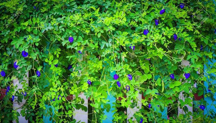 Trà Hoa Đậu Biếc 9 cay-hoa-dau-biec