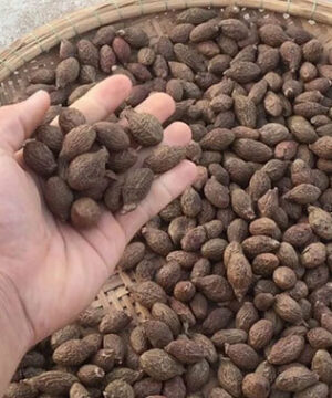 Hạt Đười Ươi