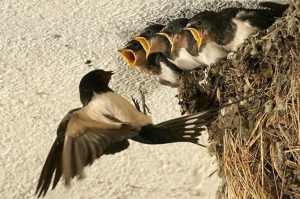 chim-yen-mom-moi-cho-con