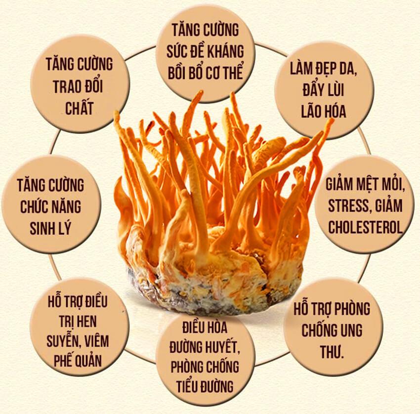 cong-dung-dong-trung-ha-thao