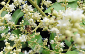 mat-ong-hoa-nhan-hung-yen