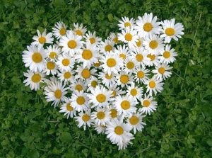 y-nghia-cua-hoa-cuc-trang-trong-tinh-yeu