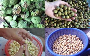 cach-boc-vo-hat-sen-kho-don-gian-nhat