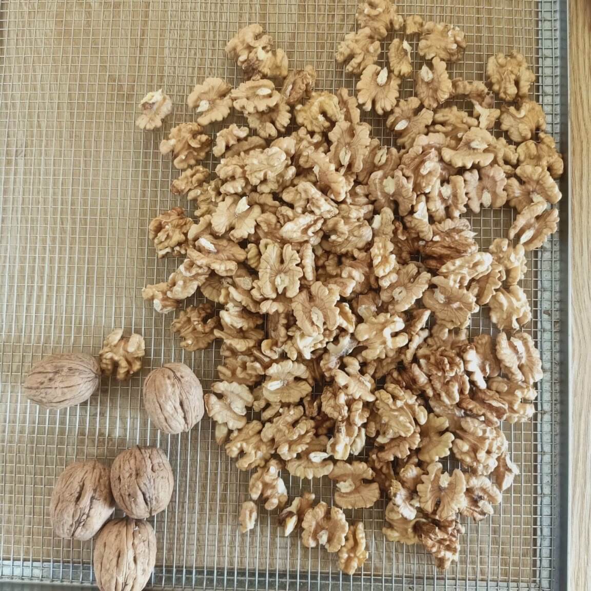 Nhân Óc Chó Vàng 8 mua-nhan-oc-cho-vang-my-o-dau