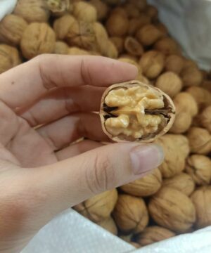 mua-qua-oc-cho-o-dau