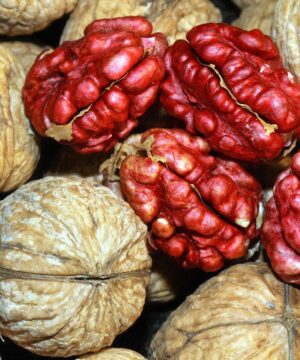 qua-oc-cho-do-gia-bao-nhieu