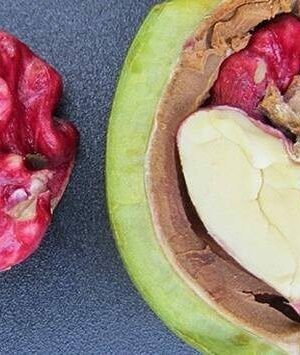 tim-hieu-ve-nhan-oc-cho-do