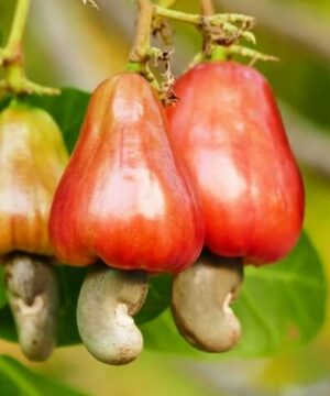 Hạt Điều Bình Phước