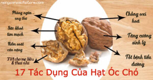 nhung tac dung cua hat oc cho voi suc khoe